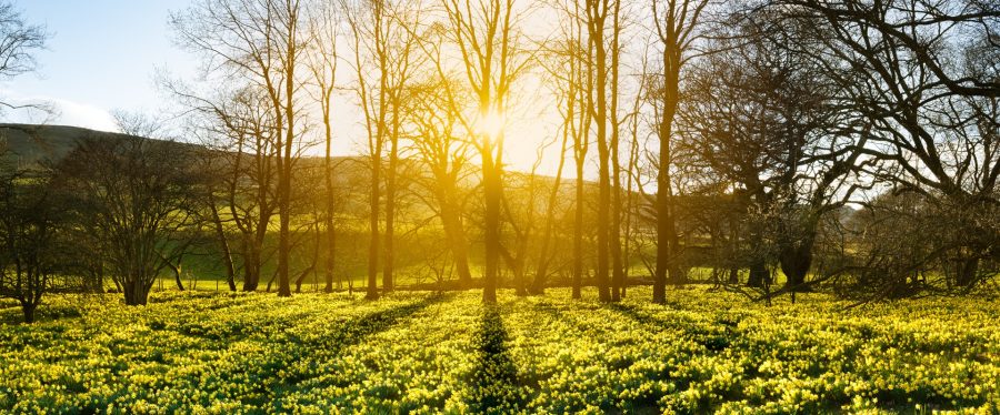 Farndale daffodils