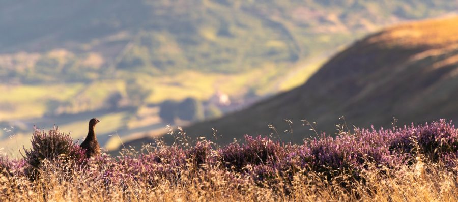 Heather moorland across Farndale